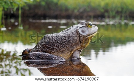 North american bull frog