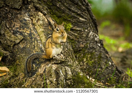 North American chipmunk exploring the yard early spring