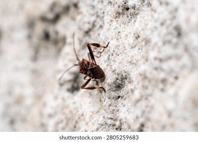 North American conifer bug invades Europe