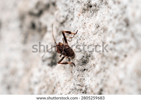 North American conifer bug invades Europe