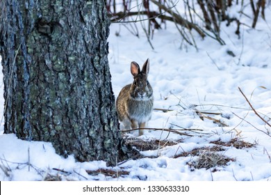 North American Cottontail Rabbit beside a tree in wintertime.