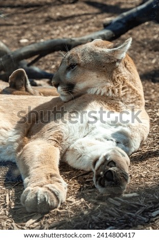 North American cougar (Puma concolor), close-up of a wild animal basking in the sun in the wild