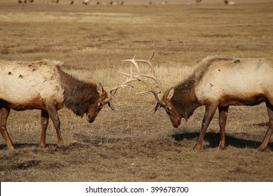 North American Elk