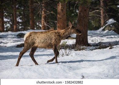 North American Elk Grazing In Rocky Mountain National Park, Colorado