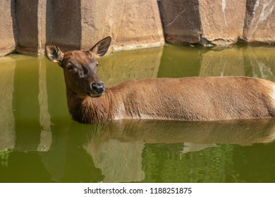 North American Elk In A Large Pool, In A Zoo Exhibit.