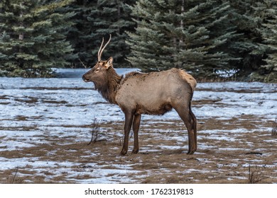 North American Elk In An Open Meadow In Rocky Mountain, Alberta, Canada