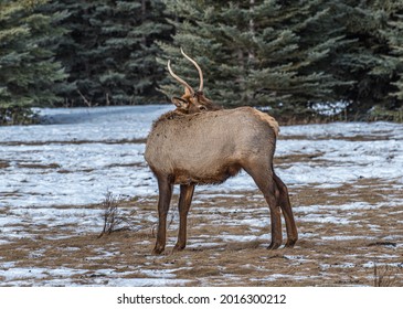 North American Elk In An Open Meadow In Rocky Mountain, Alberta, Canada