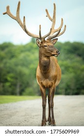 North American Elk In Road