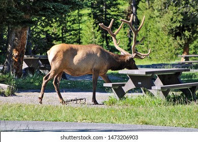 North American Elk Walking Through A Campsite