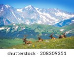 North American Elks on the Rocky Mountain Meadow in Colorado, United States. Resting Elks