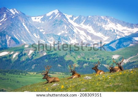North American Elks on the Rocky Mountain Meadow in Colorado, United States. Resting Elks Imagine de stoc © 