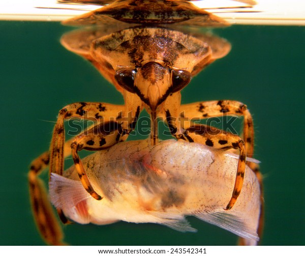 North American Giant Water Bug (Belostoma
flumineum) Enjoying Its Fish
Dinner