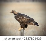 North American Golden Eagle, Montana