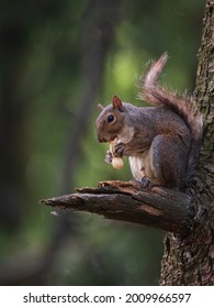 North American gray squirrel eats a peanut sitting on a branch of a tree, small mammal rodent in the wild in a northern forest