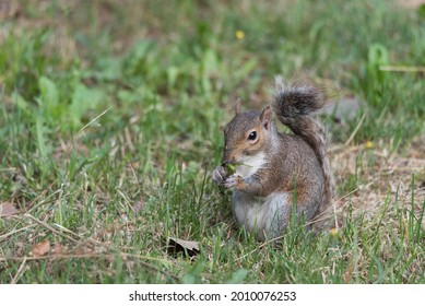 A North American gray squirrel eats sitting on a green lawn, small rodent mammal holds food between its paws