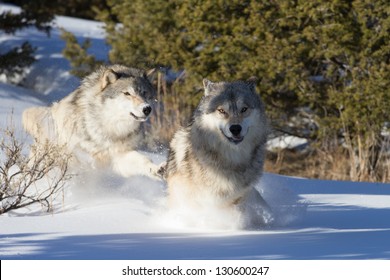 North American Grey Wolves Running In Snow