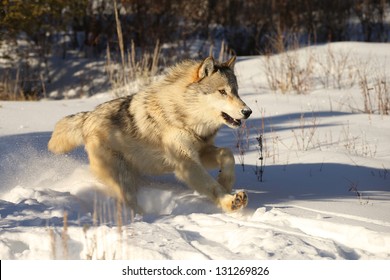 North American Grey Wolves Running In Snow