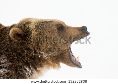 North American Grizzly Bear in Winter Scene