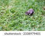 A North American Least Shrew (Cryptotis parva) in the grass