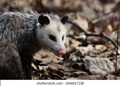 A North American Opossum In A Missouri Forest. 