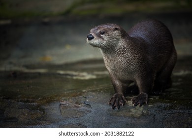 North American Otter By The Water