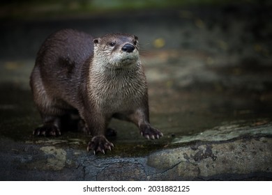 North American Otter By The Water