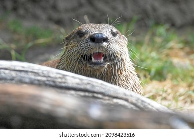 North American Otter Face Close Up