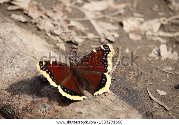 North\
American overwinter butterfly - Mourning\
Cloak