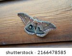 North American Polyphemus moth sits on outside wall