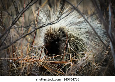 North American Porcupine Alberta Canada