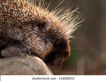 North American Porcupine Portrait