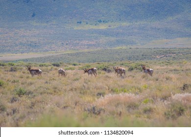 184 Oregon antelope Images, Stock Photos & Vectors | Shutterstock