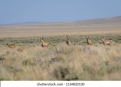 184 Oregon antelope Images, Stock Photos & Vectors | Shutterstock