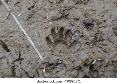 129 North American Animal Tracks Images, Stock Photos & Vectors ...