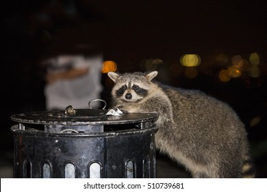 North American Raccoons ( Procyon Lotor) Looking For Food In The Garbage In Montreal City