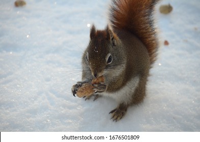 North American Red Squirrel Eating A Peanut In The Winter In Canada