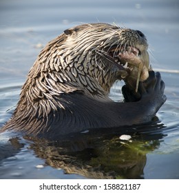 North American River Otter Eating A Carp