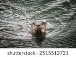 North American river otter is found in a wide variety of aquatic habitats, both freshwater and coastal marine, including lakes, rivers, inland wetlands, coastal shorelines, marshes, and estuaries