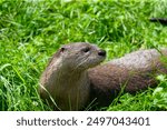 The North American river otter (Lontra canadensis) also known as the northern river otter or common otter