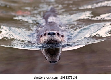North American River Otter (Lontra canadensis) swimming towards camera