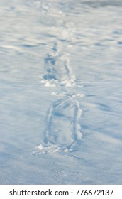 North American River Otter Lontra Canadensis Sliding Marks On Snow At Marsh Lake, Near Whitehorse, Yukon, Canada