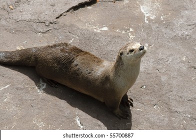 A North American River Otter Looks On.