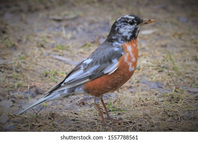 North American Robin With Leucism