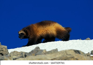 North American Wolverine, Gulo Gulo Luscus, Adult Standing On Snow, Canada 