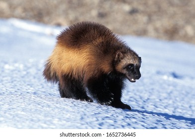 North American Wolverine, Gulo Gulo Luscus, Adult Standing On Snow, Canada  