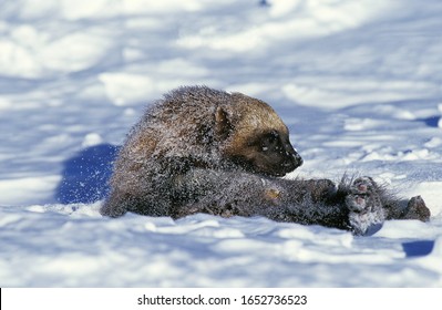 North American Wolverine, Gulo Gulo Luscus, Adult Standing On Snow, Canada  