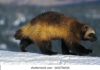 North American Wolverine, Gulo Gulo Luscus, Adult Standing On Snow, Canada  