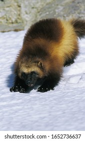 North American Wolverine, Gulo Gulo Luscus, Adult Standing On Snow, Canada  