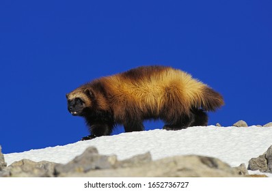 North American Wolverine, Gulo Gulo Luscus, Adult Standing On Snow, Canada  