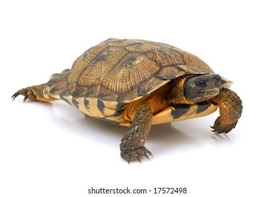 10,168 Wood turtle Images, Stock Photos & Vectors | Shutterstock